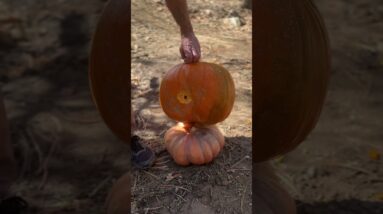 Can You Destroy a Pumpkin with a Golf Driver??